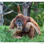 Pongoland - Zoo Leipzig (01)