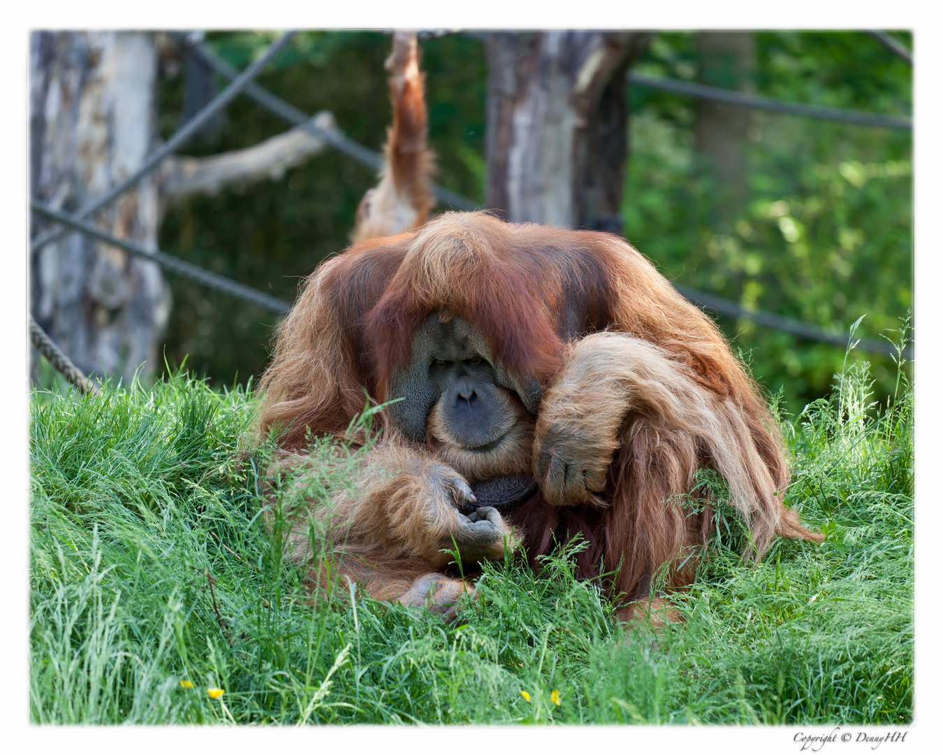 Pongoland - Zoo Leipzig (03)