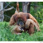 Pongoland - Zoo Leipzig (03)