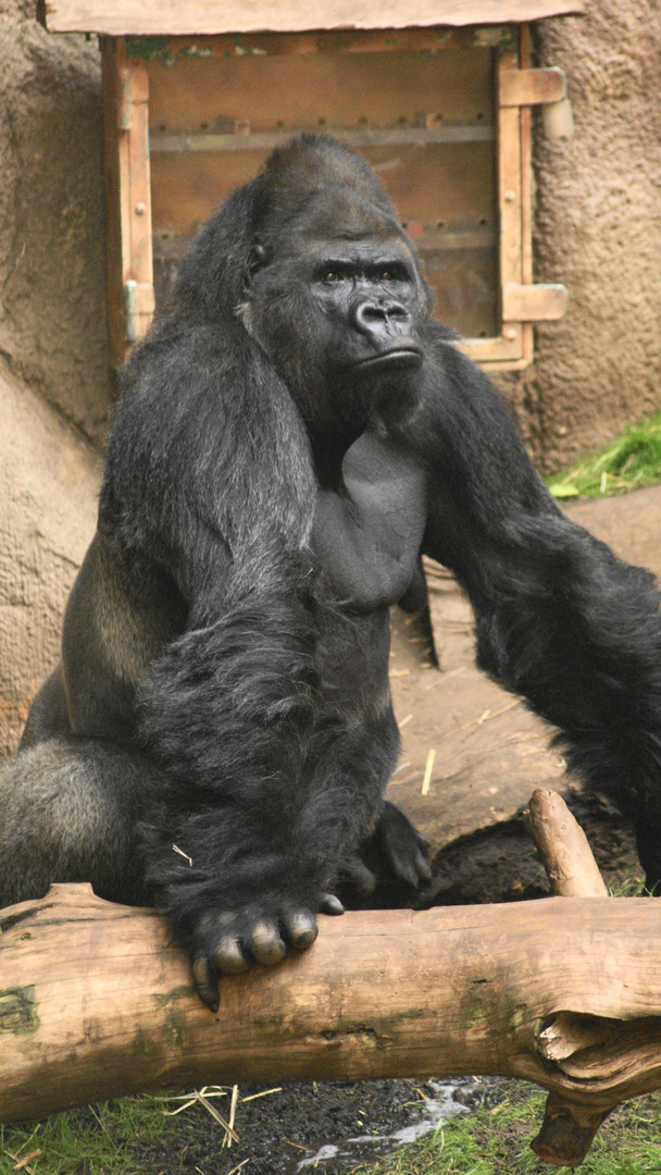 Pongoland ZOO Leipzig