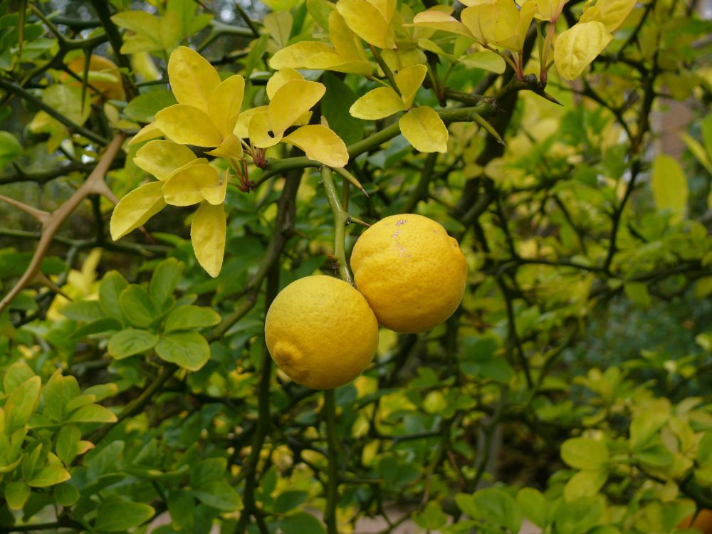 Ponirus trifoliata