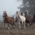 Ponis im Morgennebel