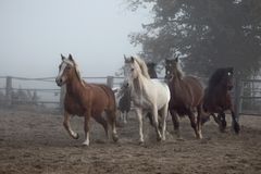 Ponis im Morgennebel