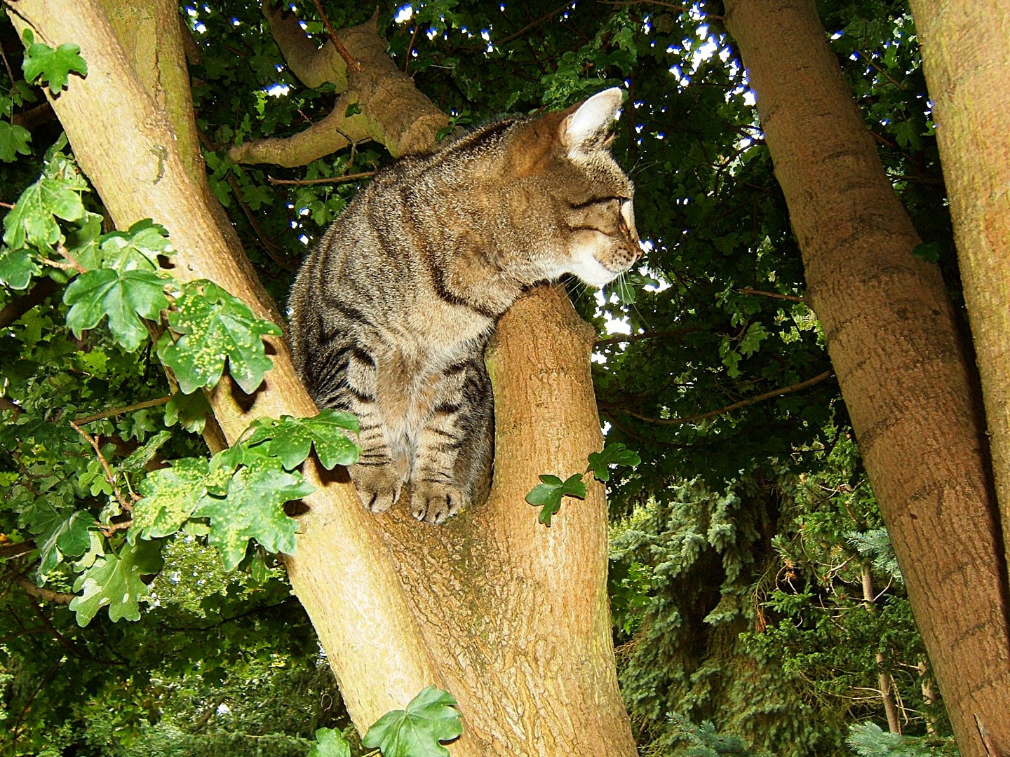 Ponki im Baum 2005