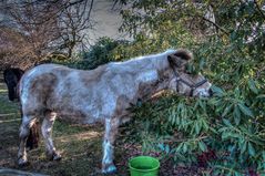 Ponny im Park