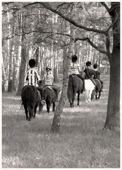 Ponnygruppe im Birkenwäldchen
