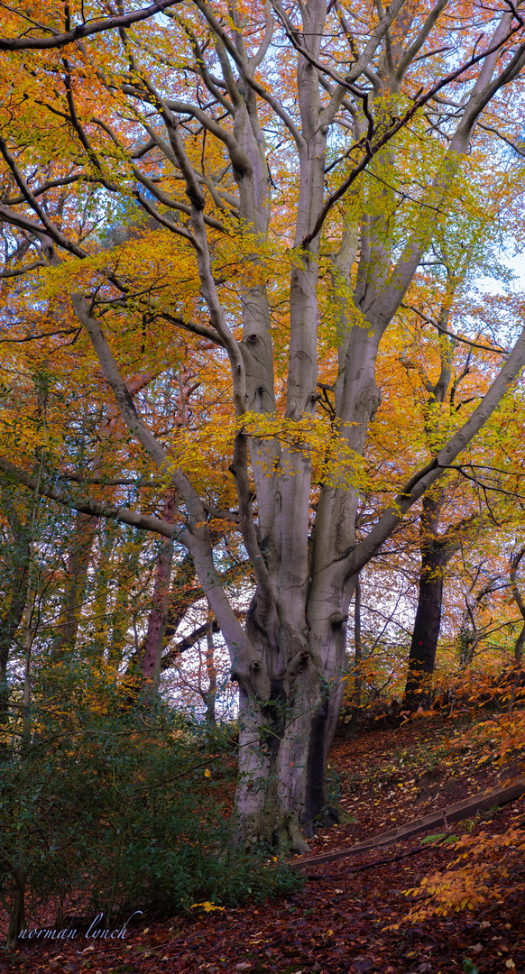 Pont-Burn Woods