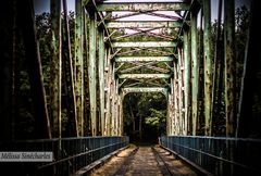 Pont dans une forêt