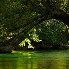 PONT D'ARBRES