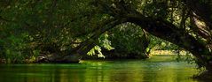 PONT D'ARBRES