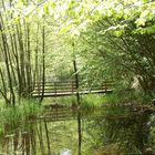 pont entre les arbres