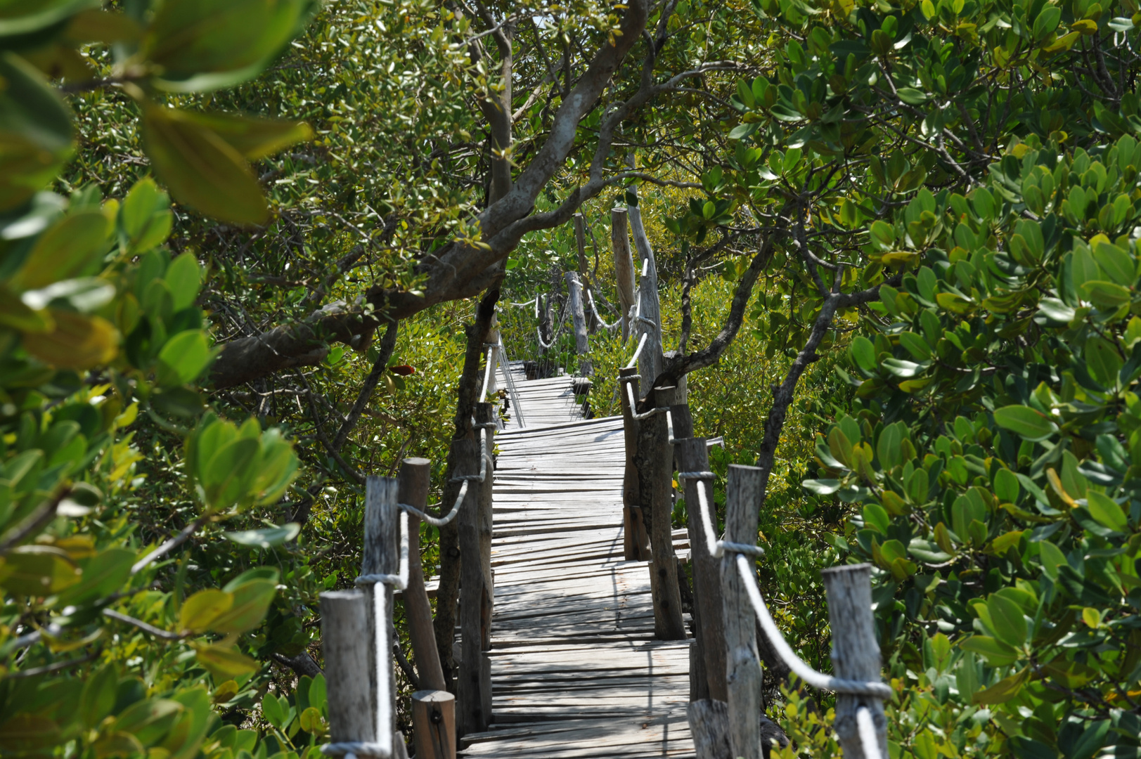 Ponte di corde tra mangrovie a Mida Creek