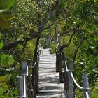 Ponte di corde tra mangrovie a Mida Creek