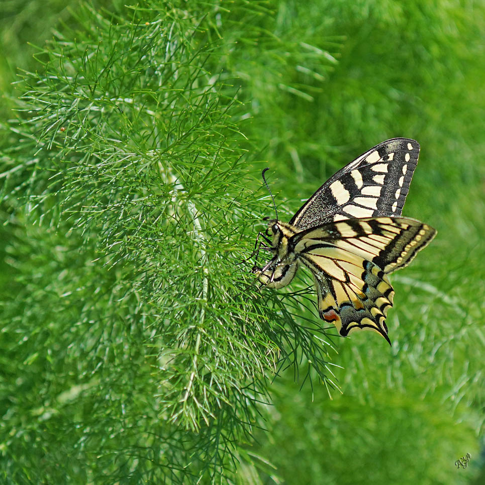 Ponte du machaon en vol....