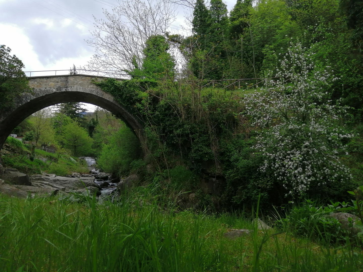 Ponte nel bosco