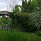 Ponte nel bosco