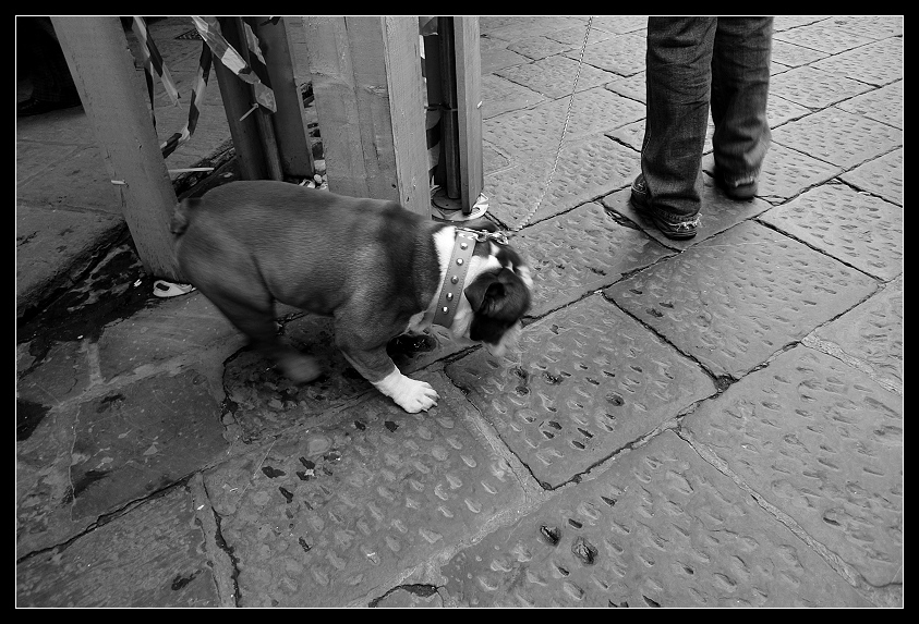 ponte vecchio - oder was hunde von schmuck halten....