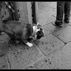 ponte vecchio - oder was hunde von schmuck halten....