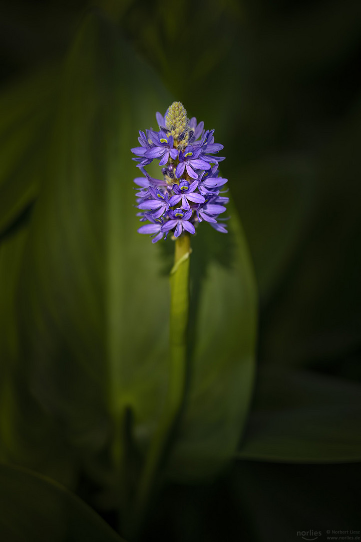 pontederia cordata