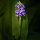 pontederia cordata