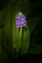 pontederia cordata