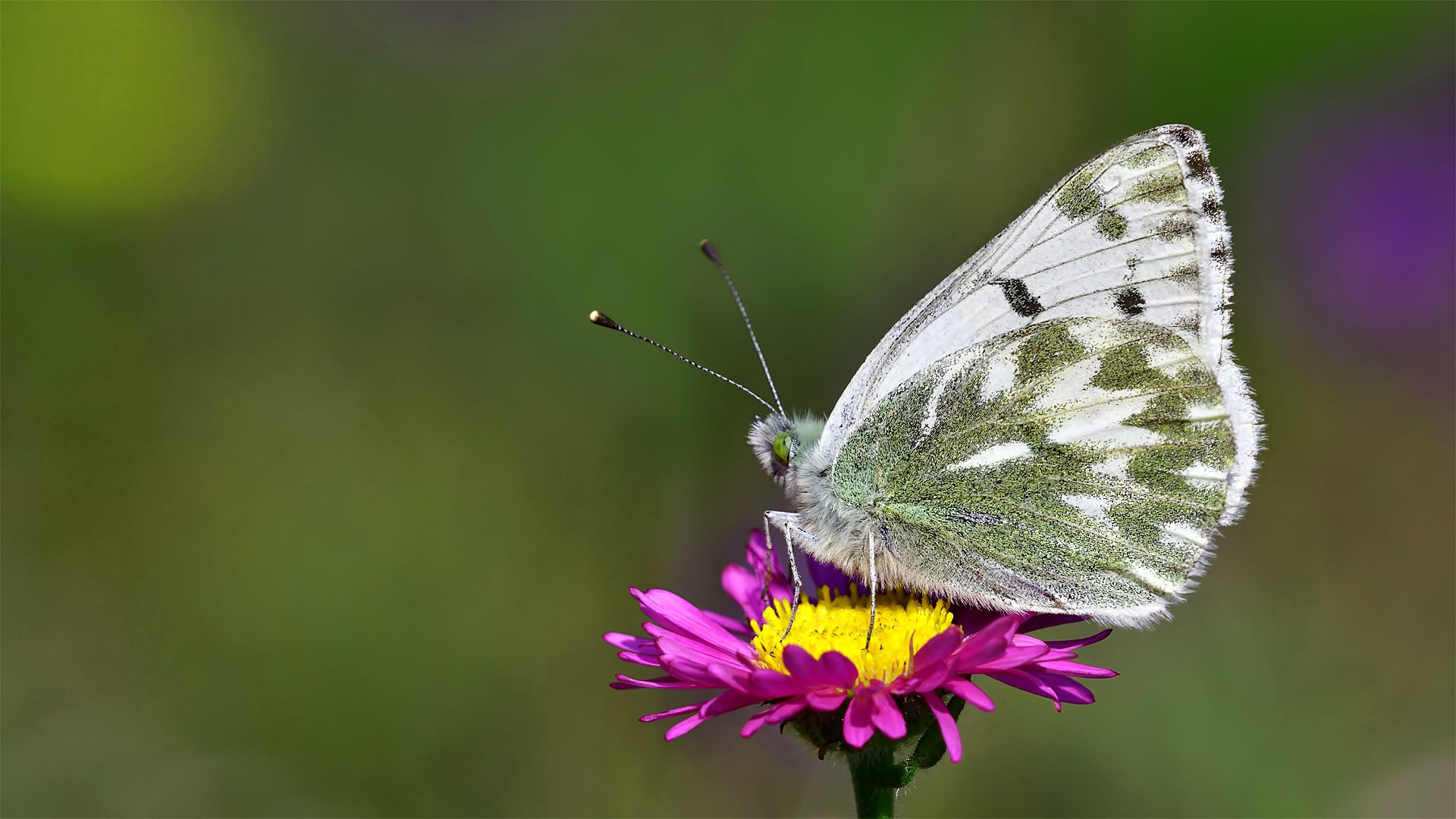 Pontia callidice