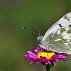 Pontia callidice