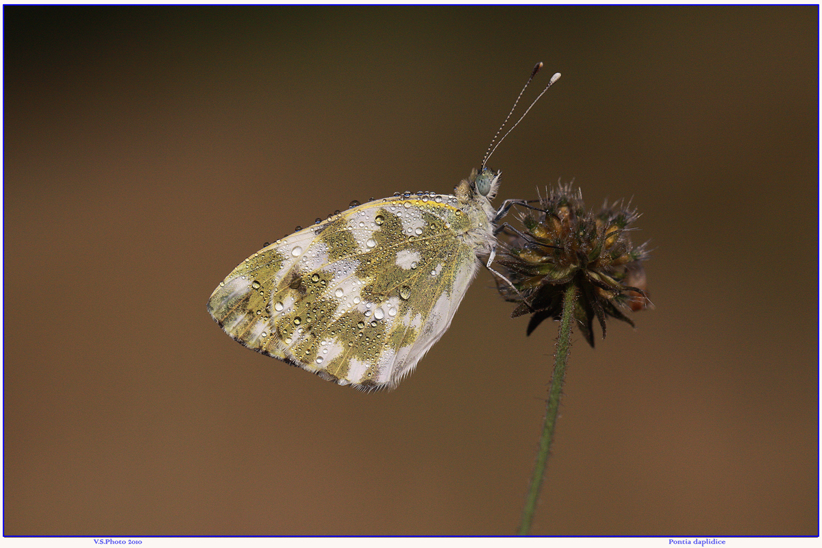 Pontia daplidice