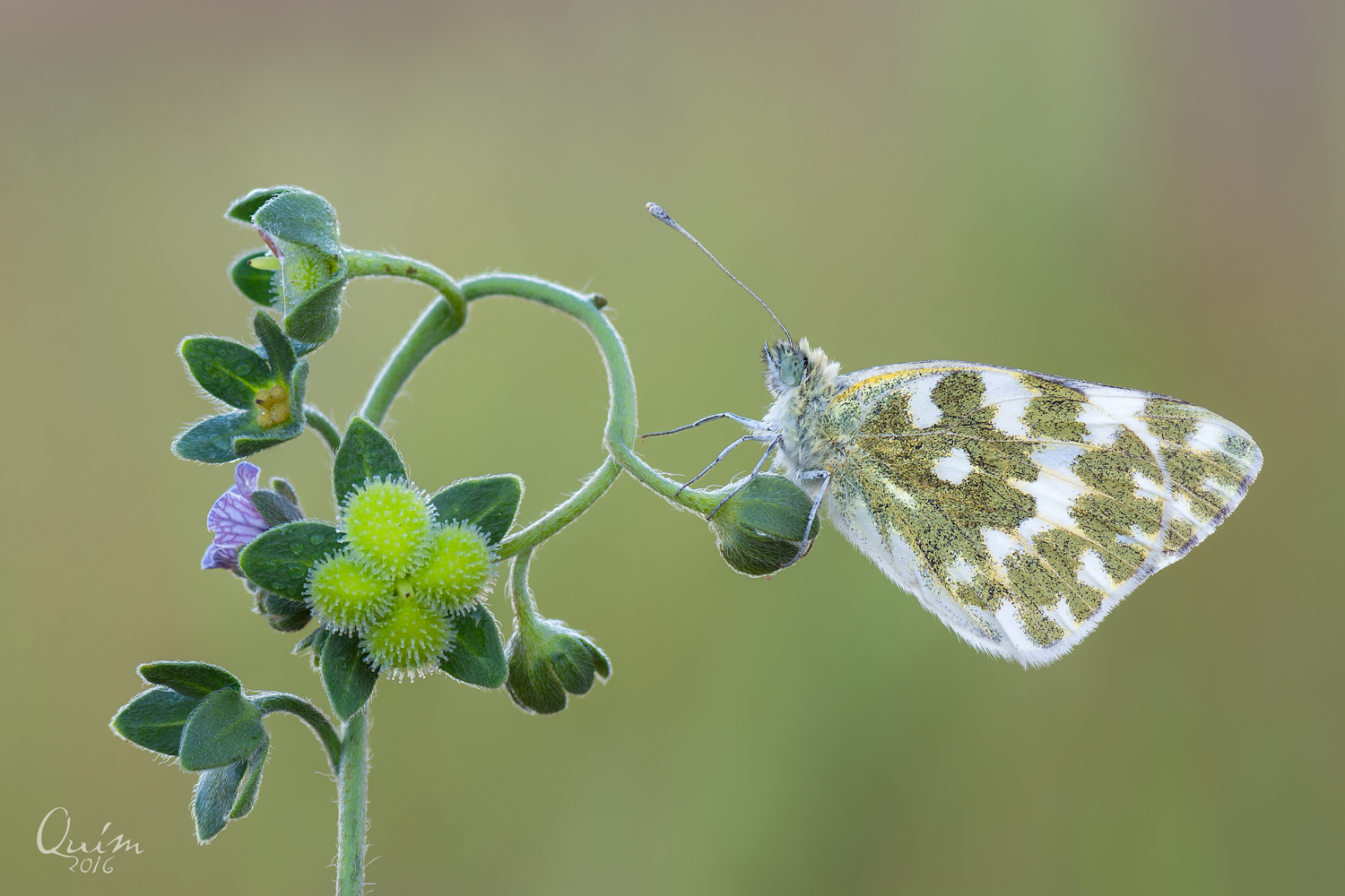  Pontia Daplidice