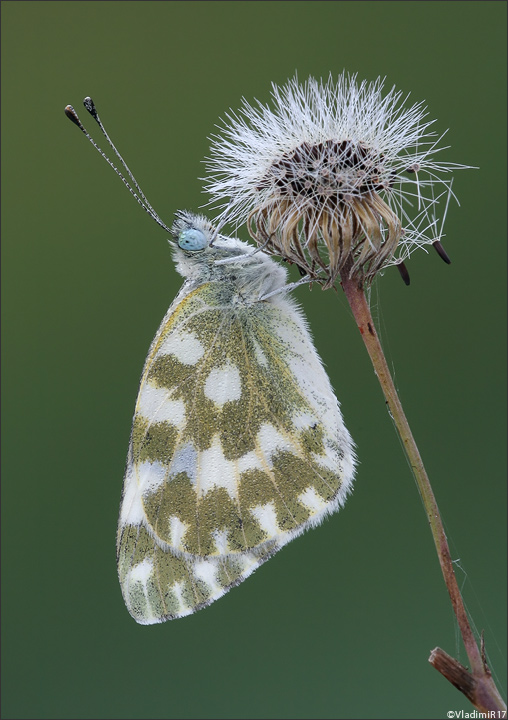 Pontia daplidice