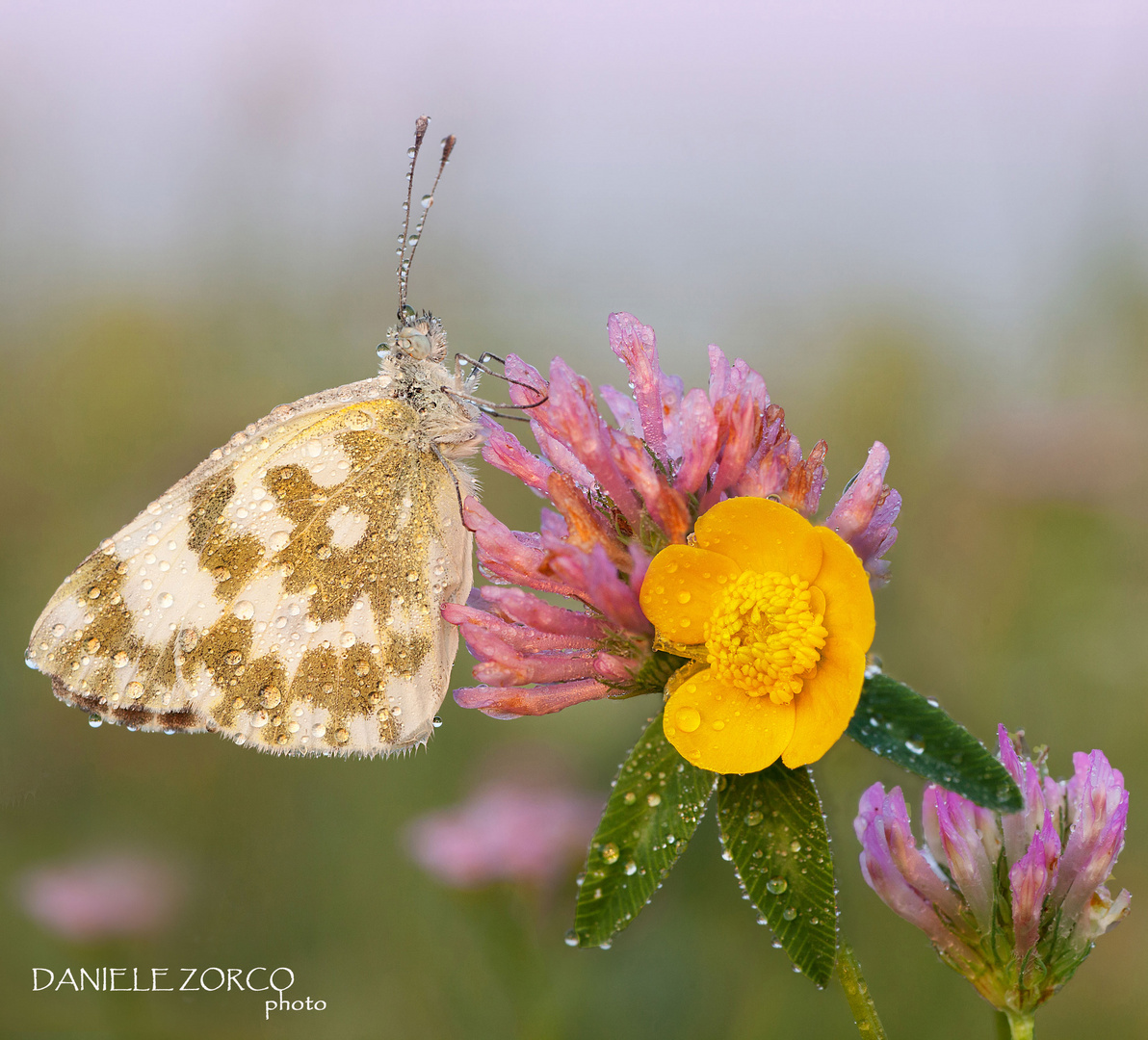 Pontia Daplidice