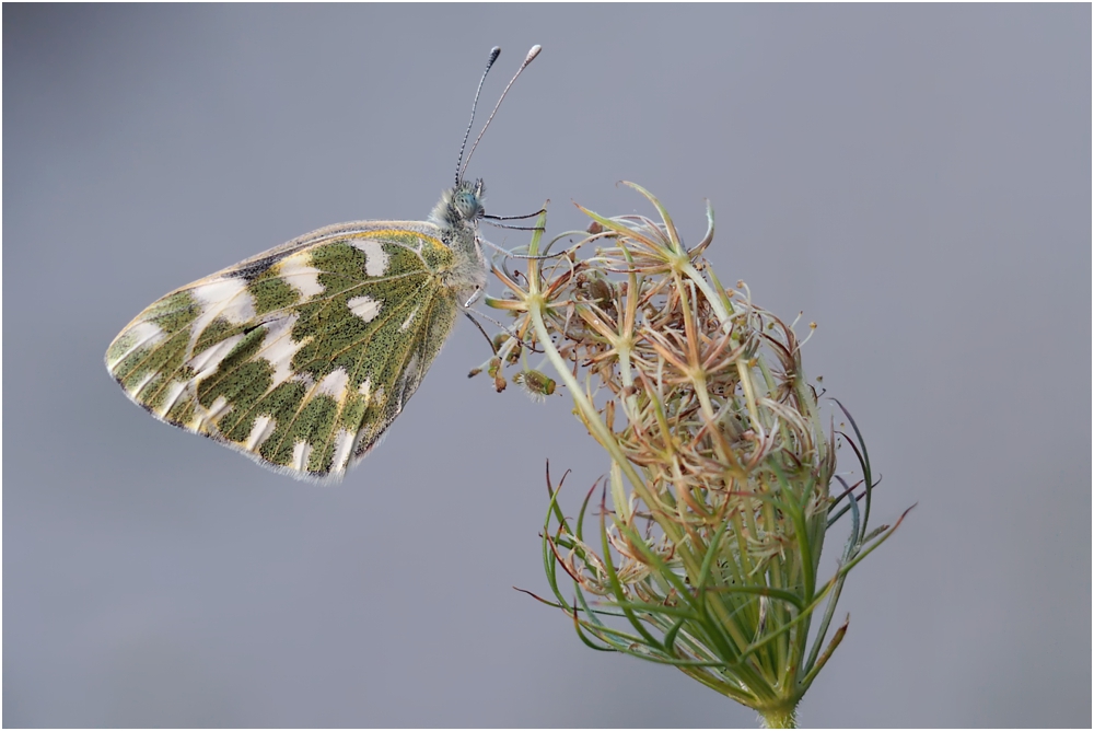 Pontia edusa