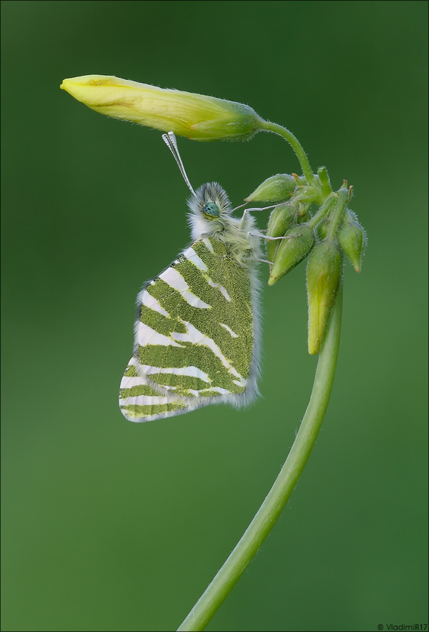 Pontia edusa