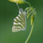 Pontia edusa