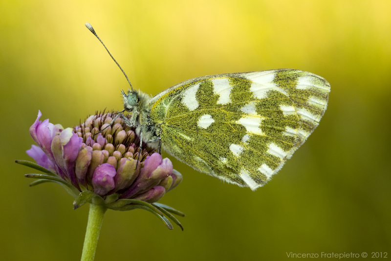 Pontia edusa