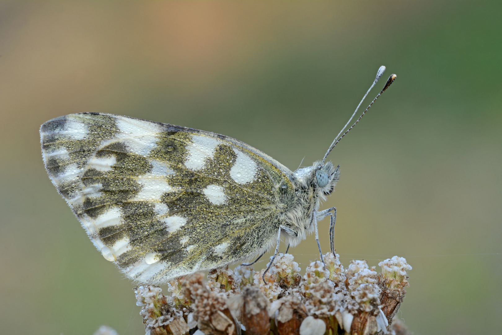 Pontia edusa #2