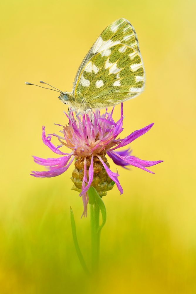 Pontia edusa