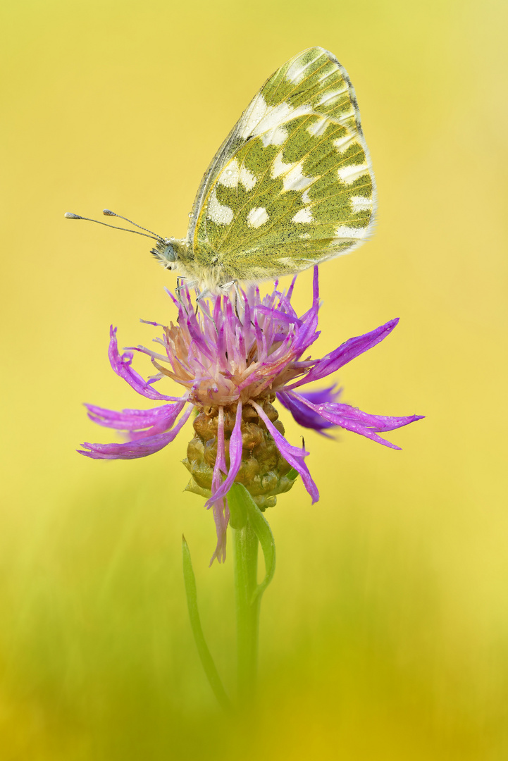 Pontia edusa