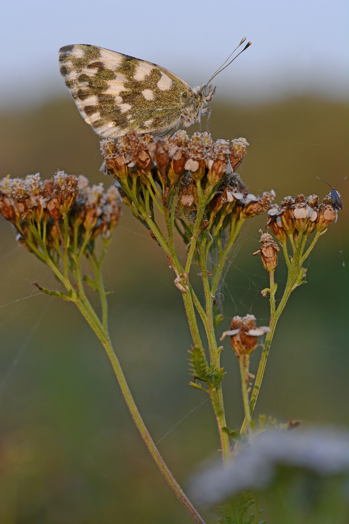 Pontia edusa #4