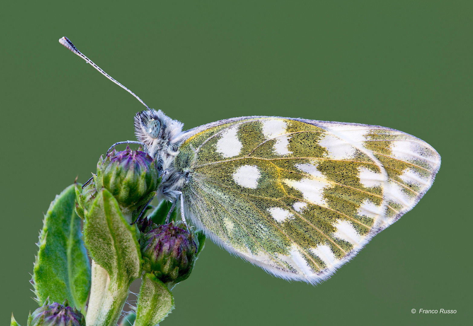 Pontia edusa