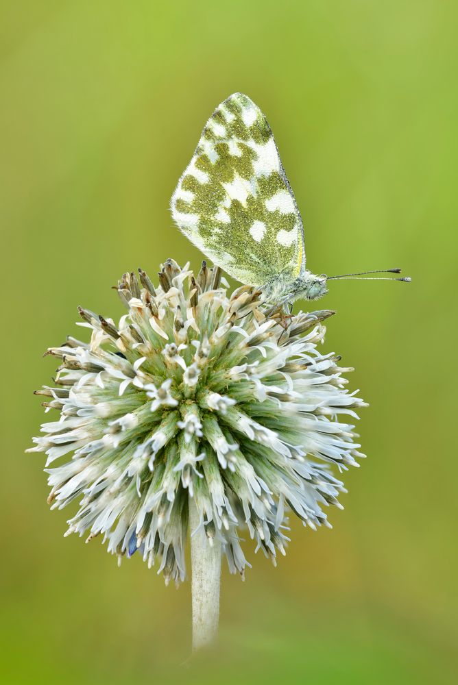 Pontia edusa #7