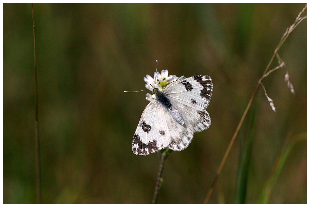 Pontia edusa