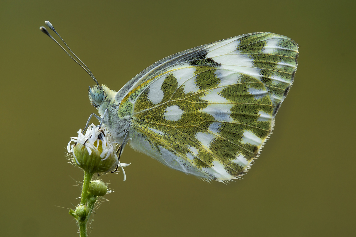 Pontia Edusa