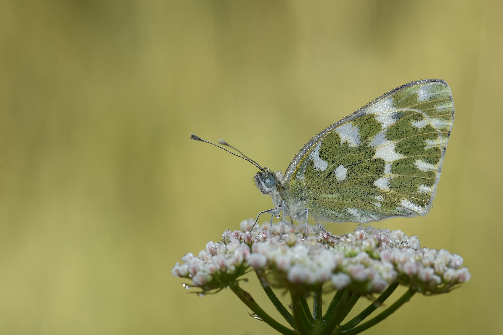 Pontia edusa » Eastern Bath White