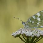 Pontia edusa » Eastern Bath White