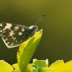 Pontia edusa-Eastern Bath White  akhisarliakhisarli