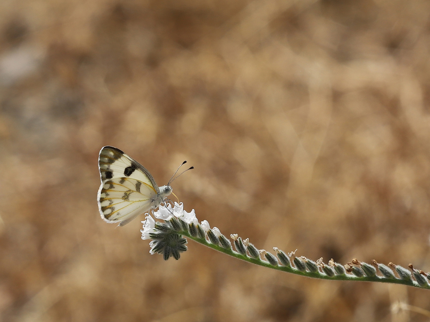 Pontia glauconome » Desert White