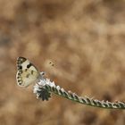 Pontia glauconome » Desert White