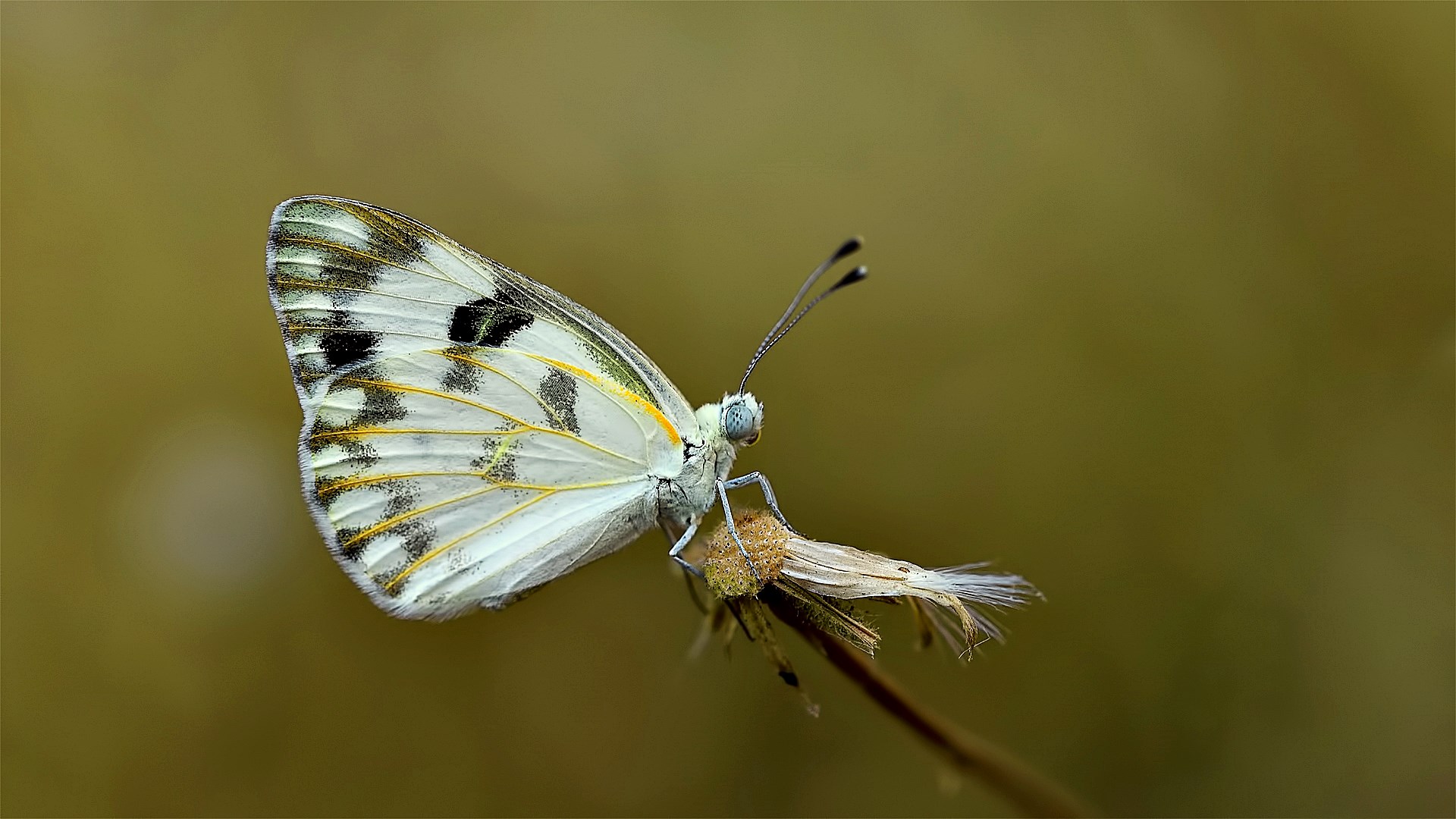 Pontia glauconome