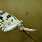 Pontia glauconome